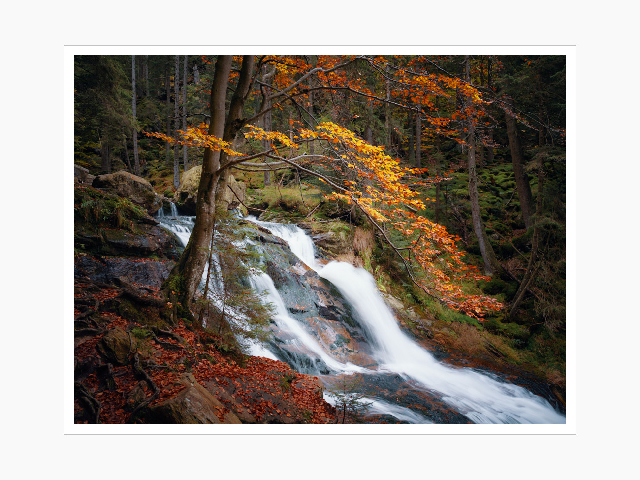 Max Schiefele Alle Bilder  DSF3719